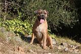 CANE CORSO 076